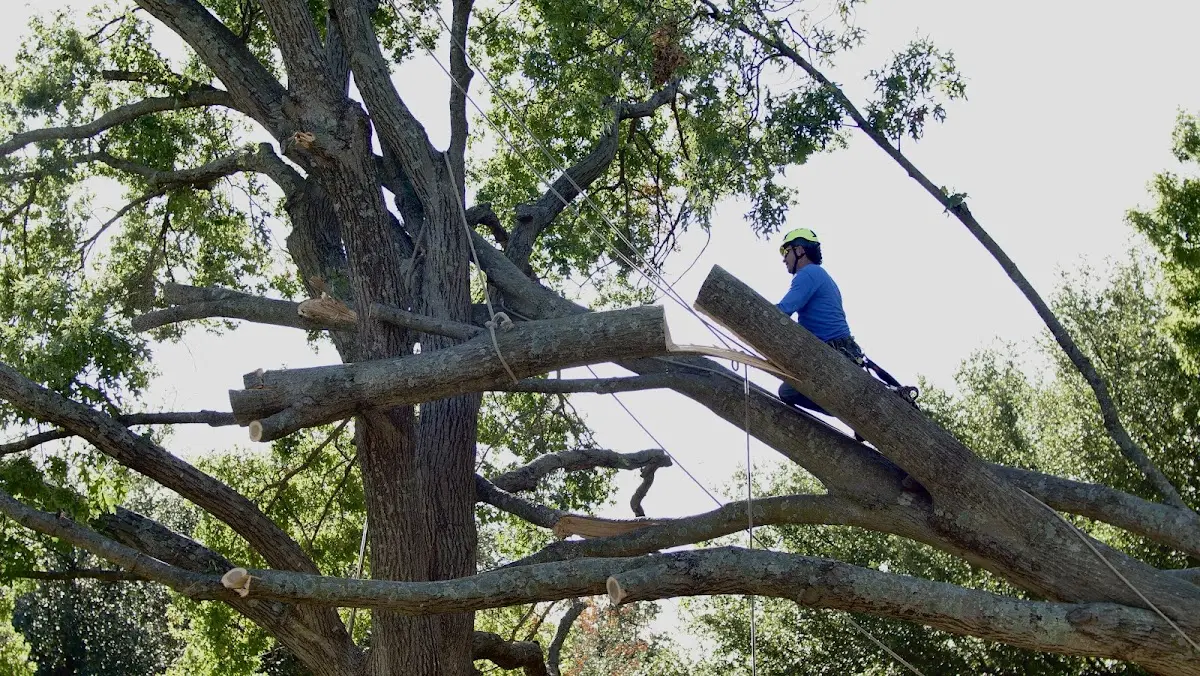 Professional Crown Thinning performed by certified arborists in Morganza